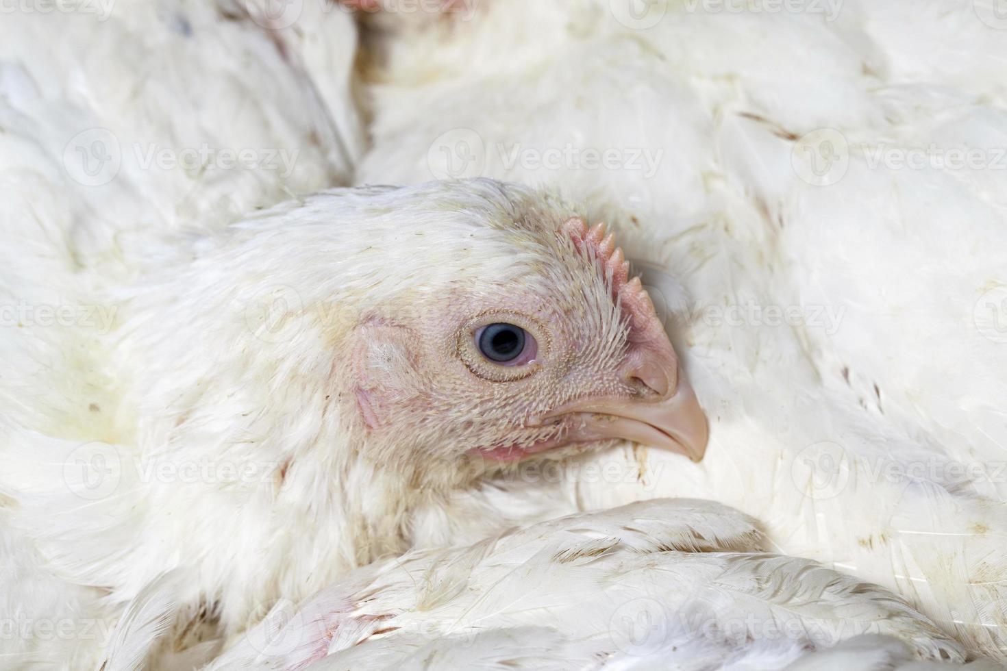 élevage de poulets dans une ferme avicole photo