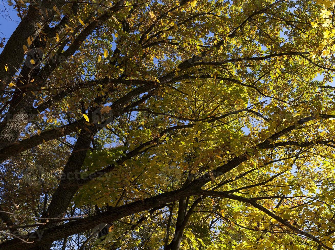 arbres à feuilles caduques pendant la chute des feuilles en automne photo