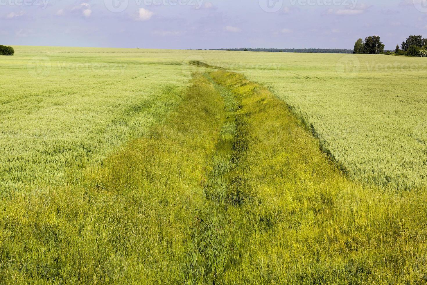 plantes agricoles dans le champ photo