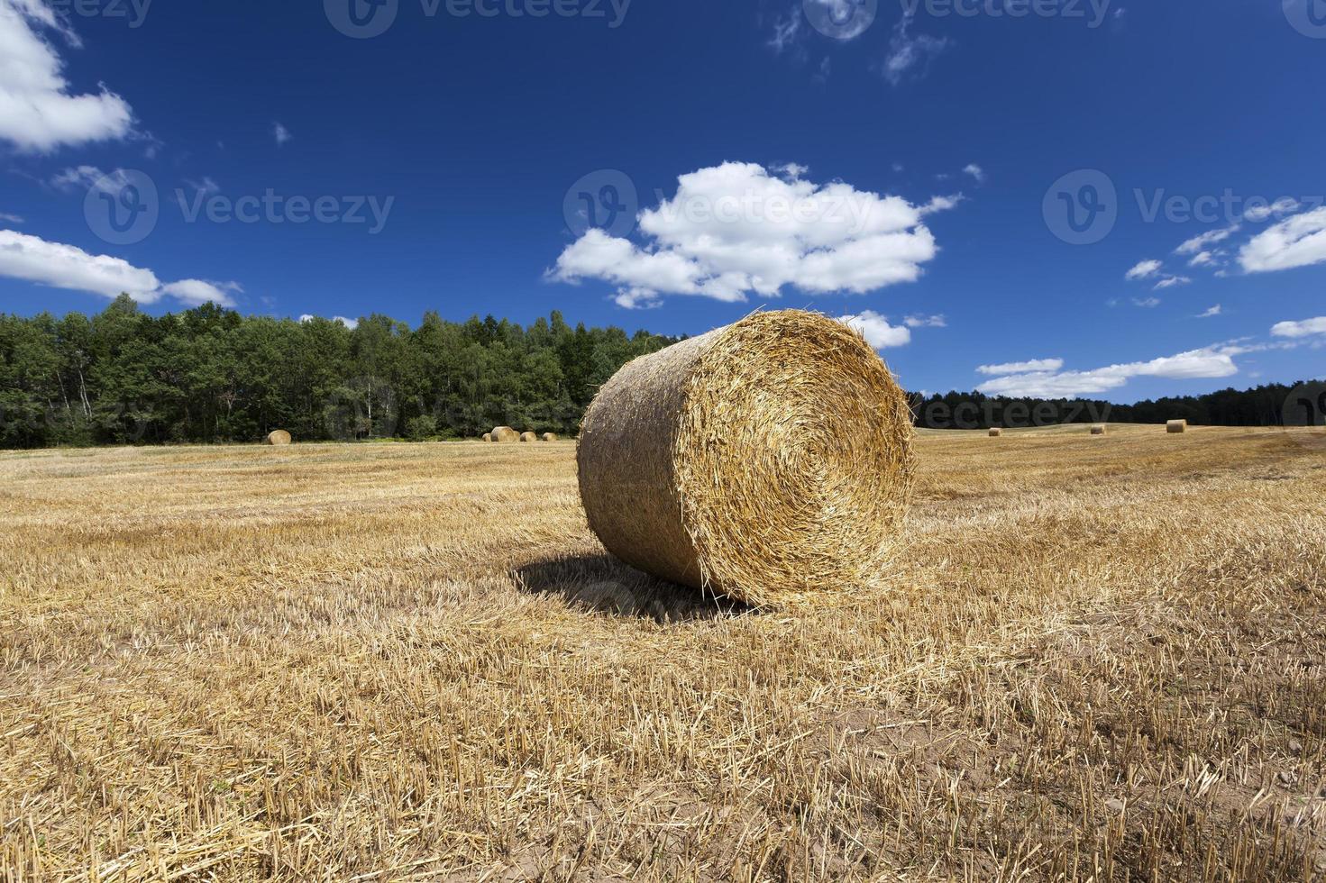 la paille de blé dorée est sèche et piquante photo