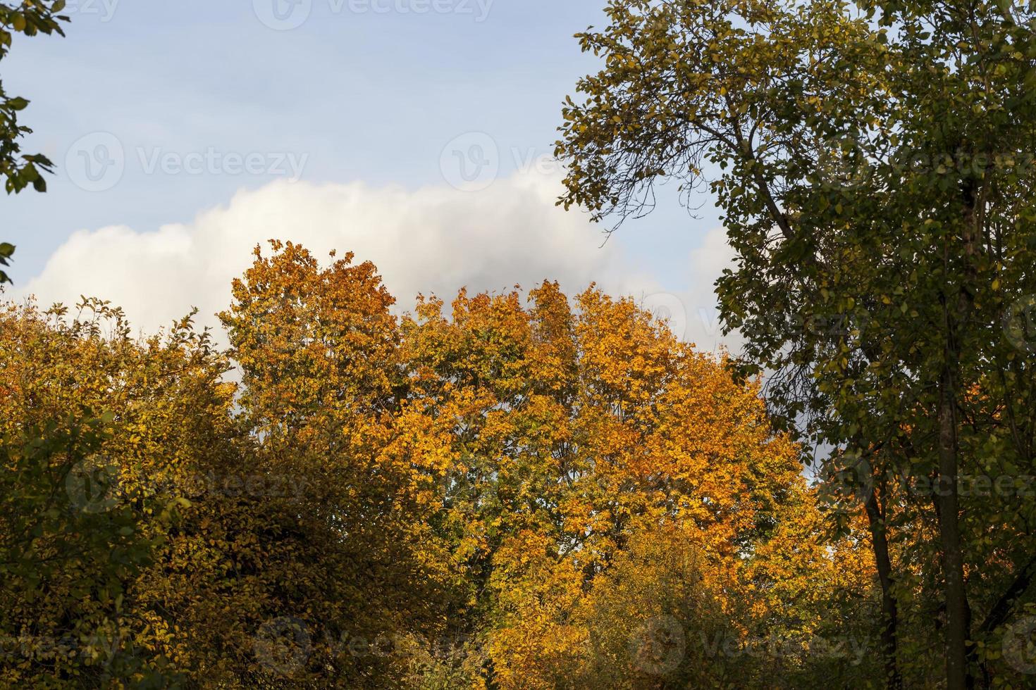 feuillage d'érable à la chute des feuilles d'automne photo