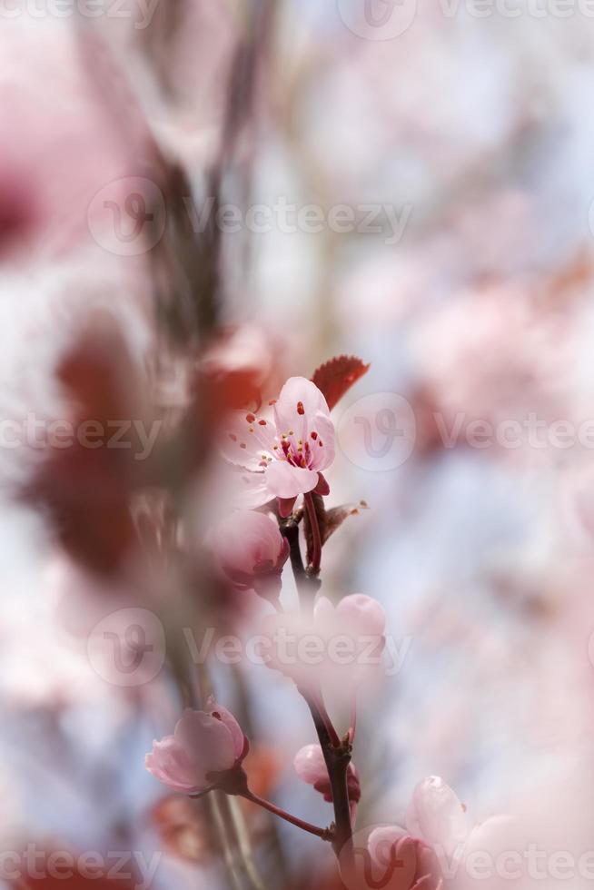 belle éclairée par la lumière du soleil fleurs de cerisier fraîches photo