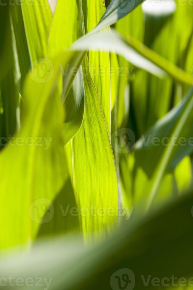 champ agricole semé de maïs doux photo