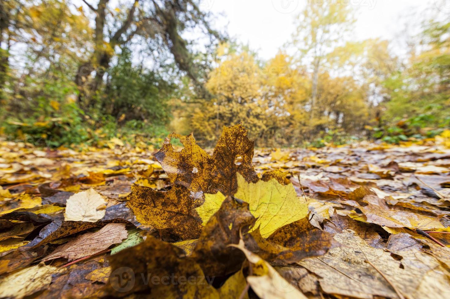 feuillage tombé au sol des arbres à feuilles caduques photo