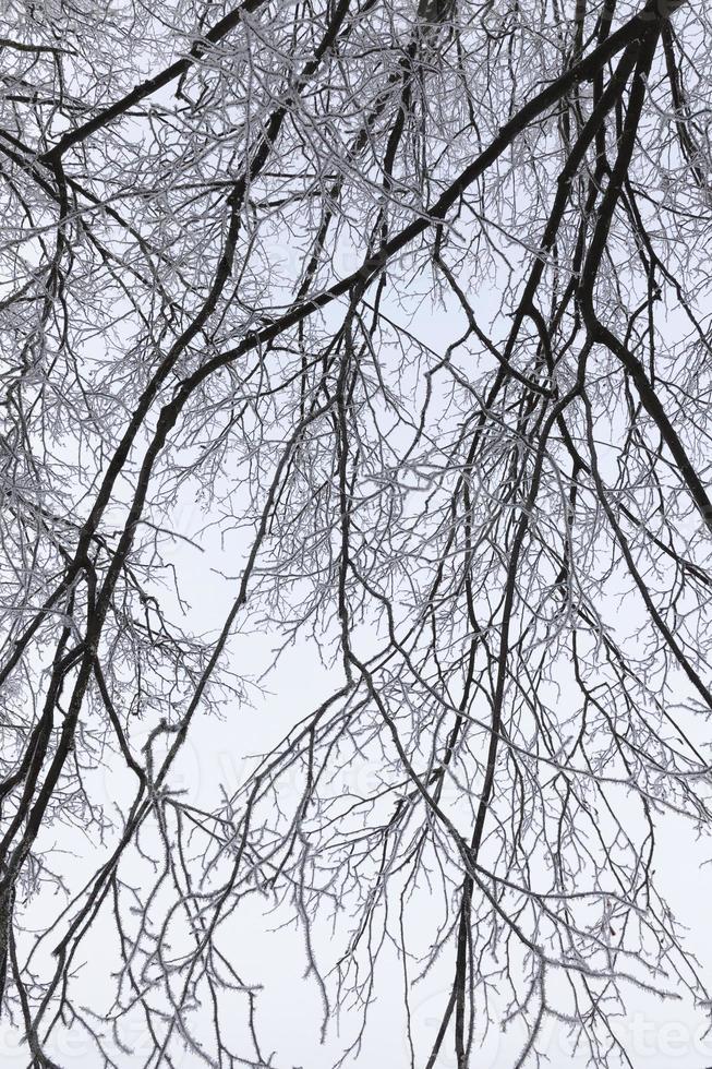 arbres couverts de givre photo