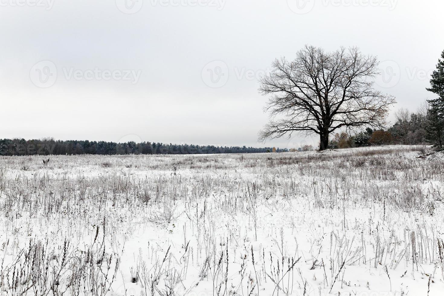 arbre solitaire. neiger. photo