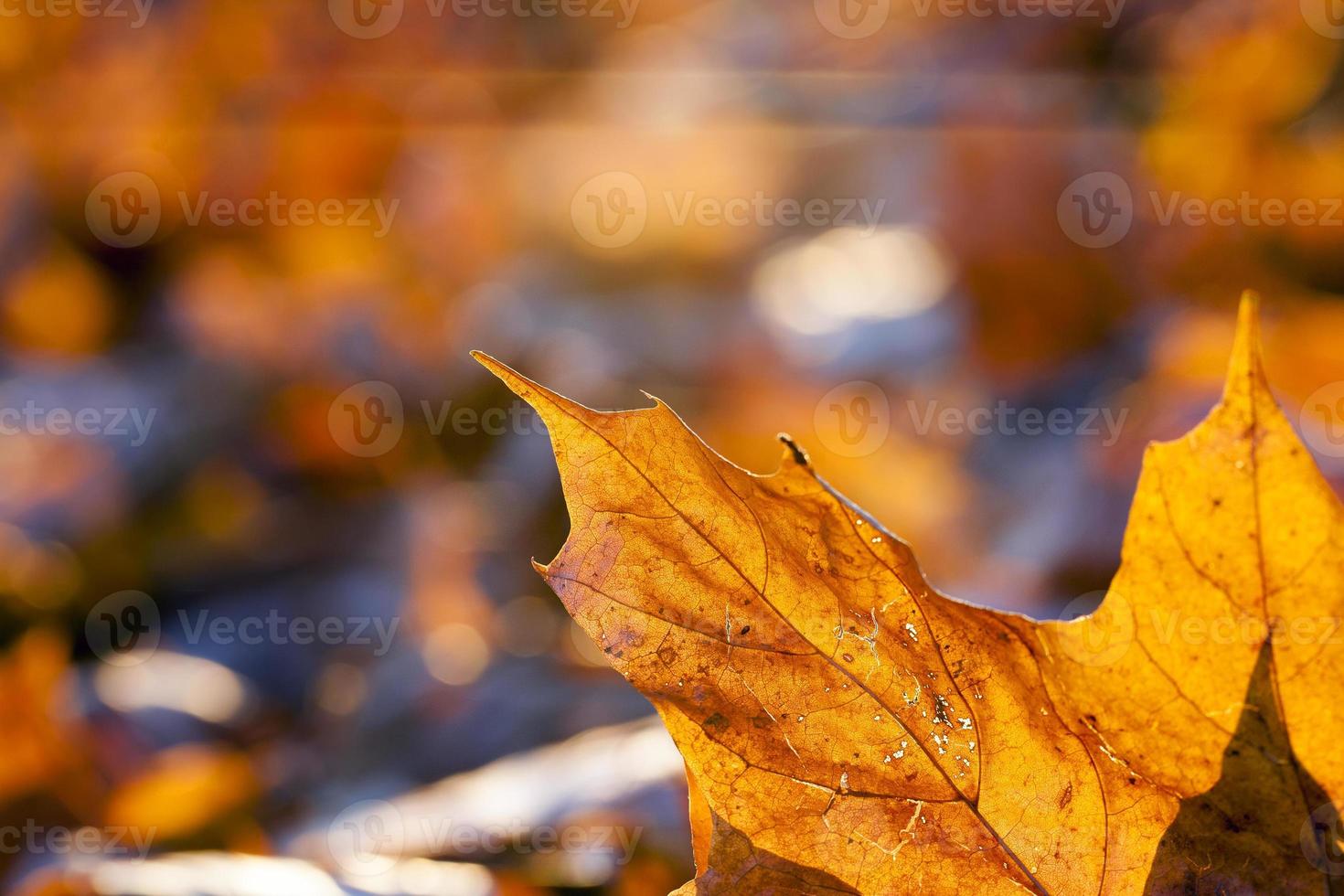 feuilles mortes d'un érable photo