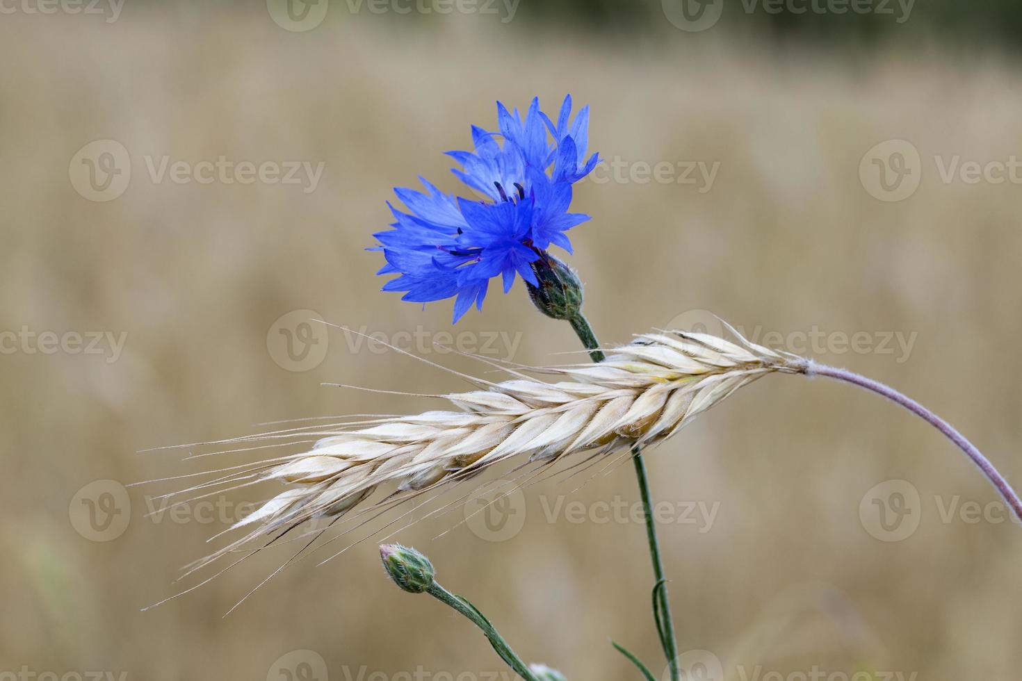 le bleuet bleu poussant sur un champ agricole blé photo