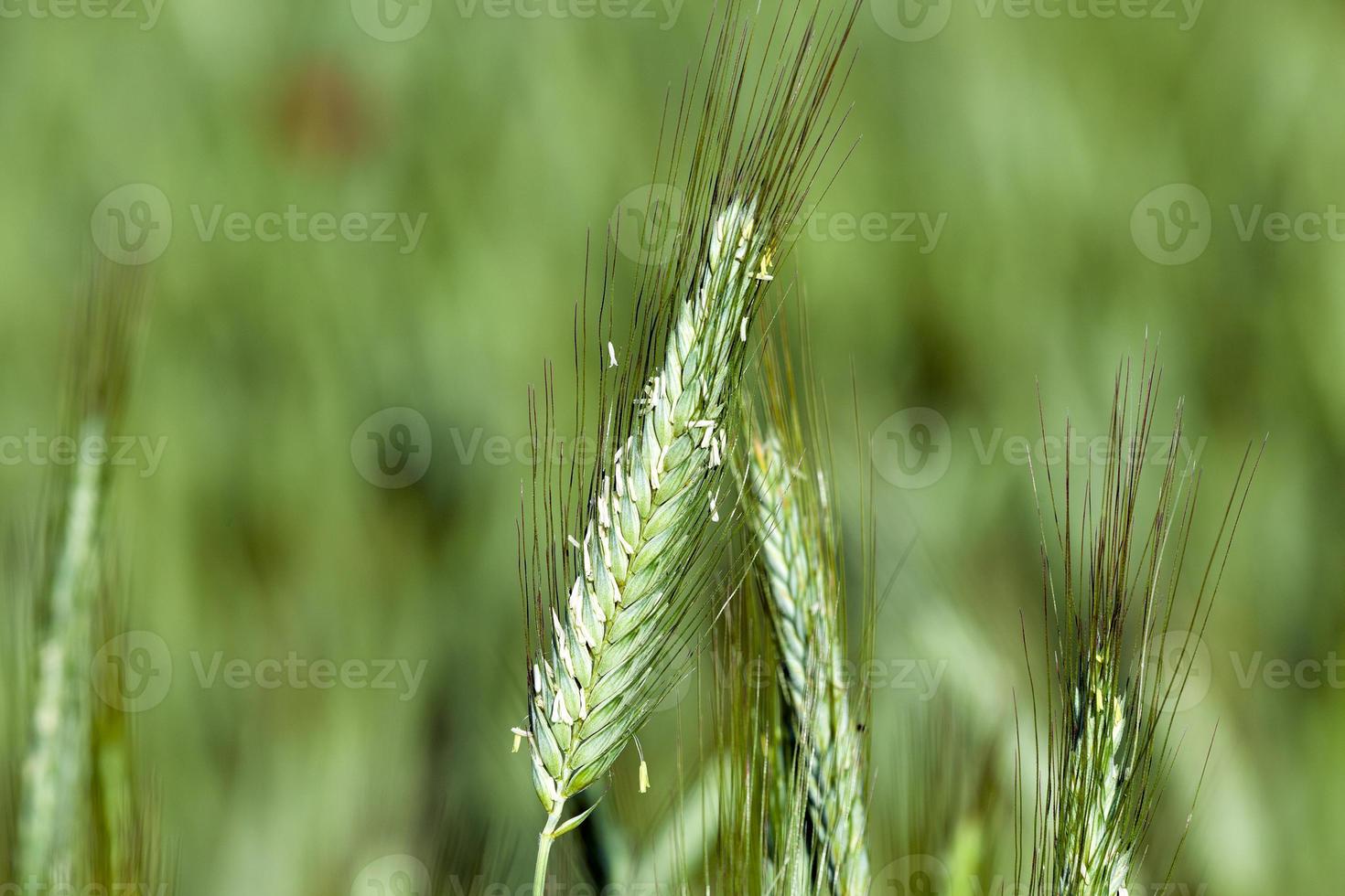 céréales vertes, gros plan photo