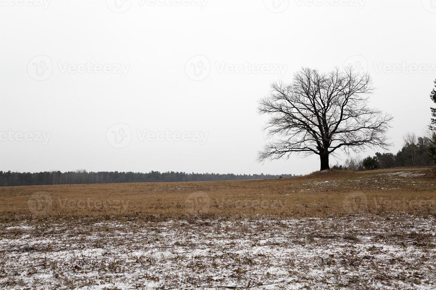 arbre solitaire. l'hiver photo