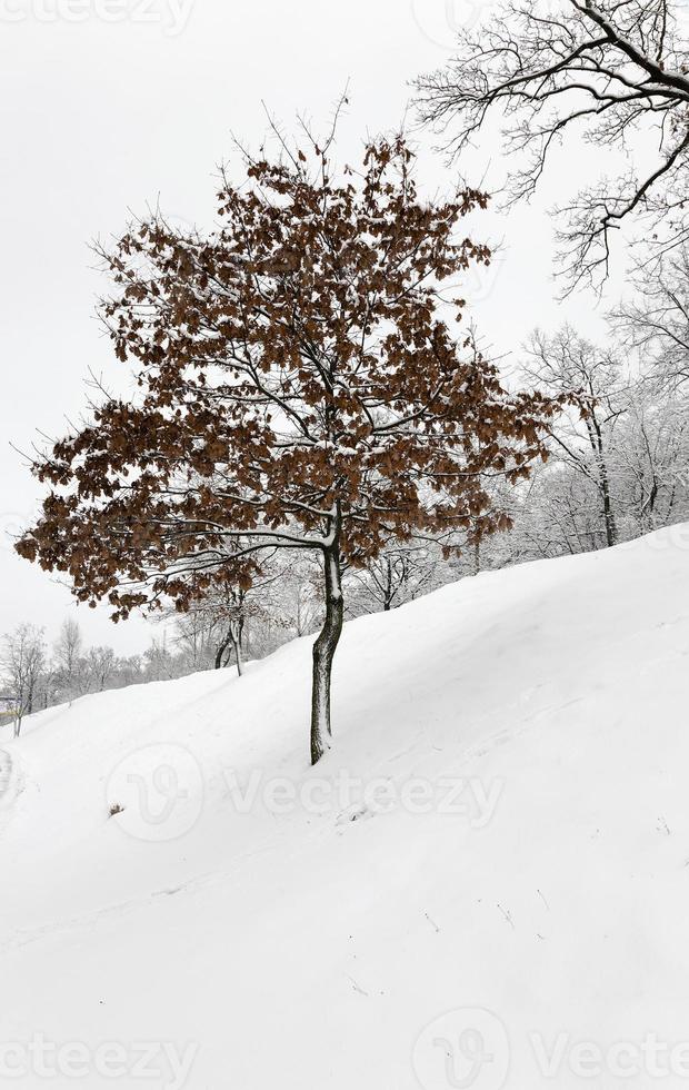 arbre sur la colline photo