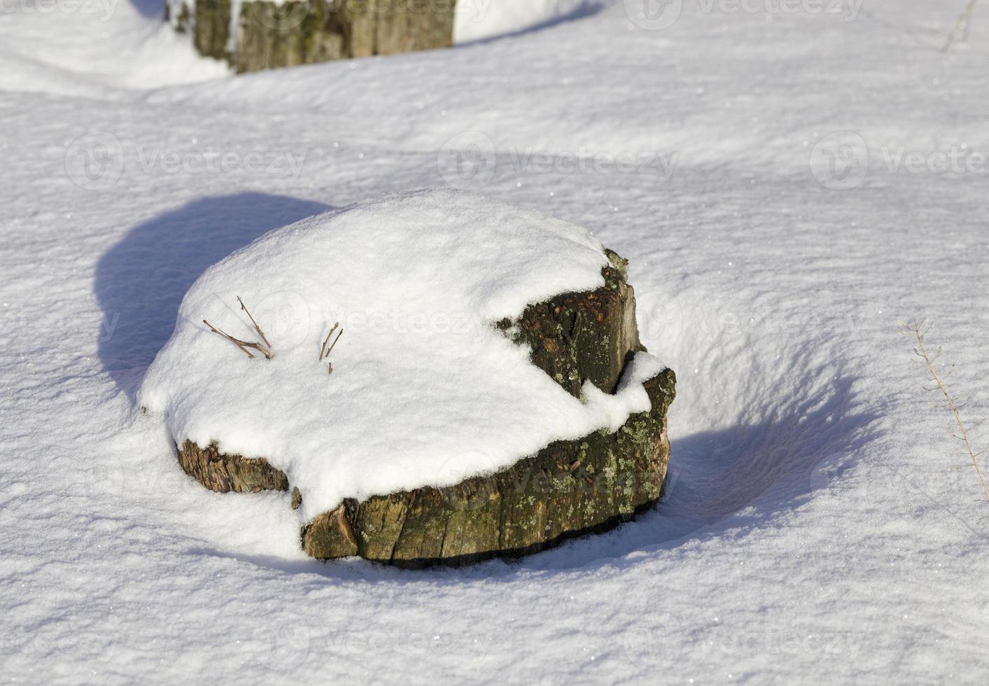 souche sous la neige photo