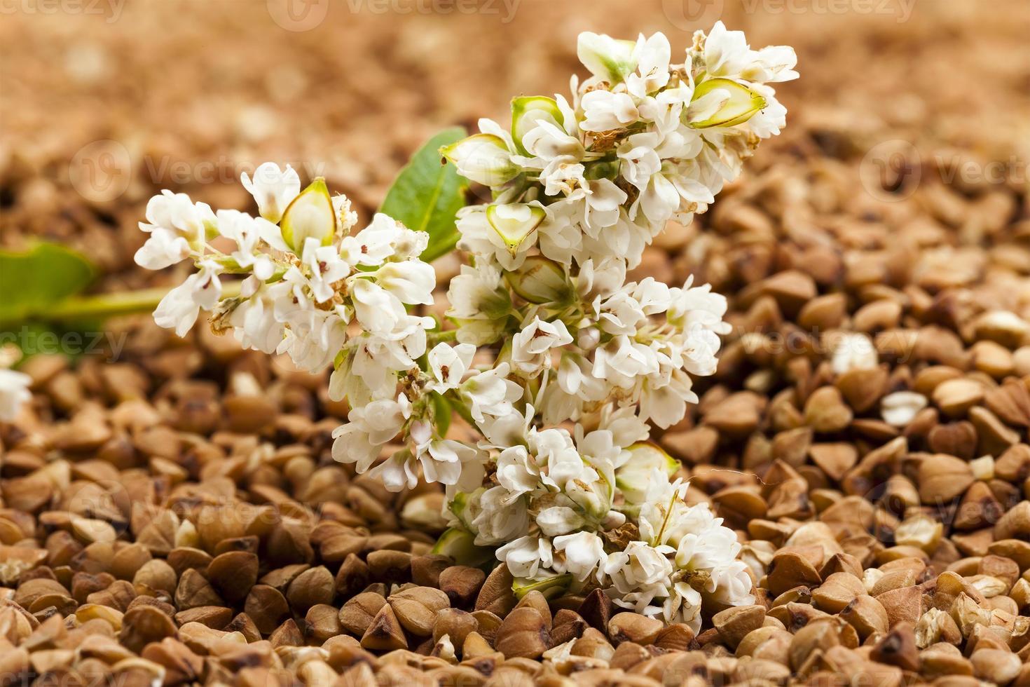 fleur de sarrasin - la fleur de sarrasin photographiée par un gros plan allongé sur des grains de sarrasin photo