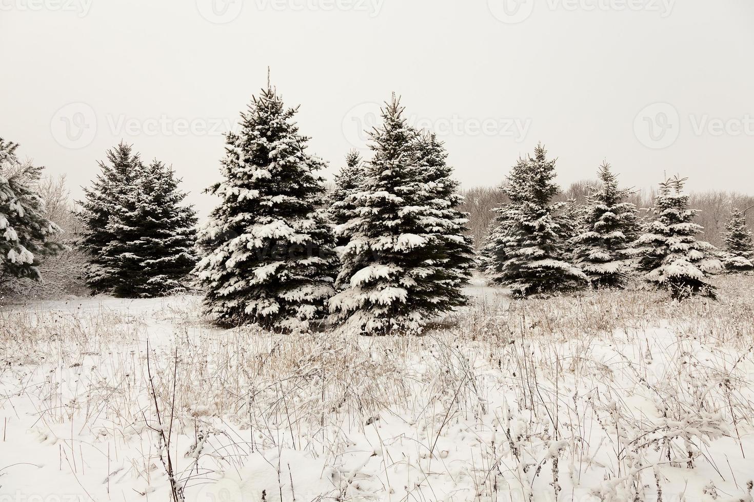 épicéa d'hiver . fermer photo