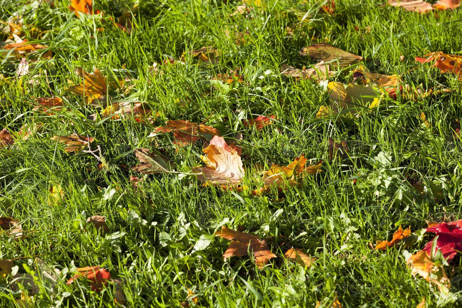 spécificités et caractéristiques de la saison d'automne photo