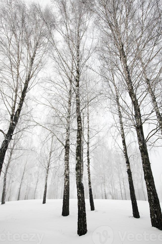 arbres en hiver - les arbres couverts de neige, poussant en hiver photo