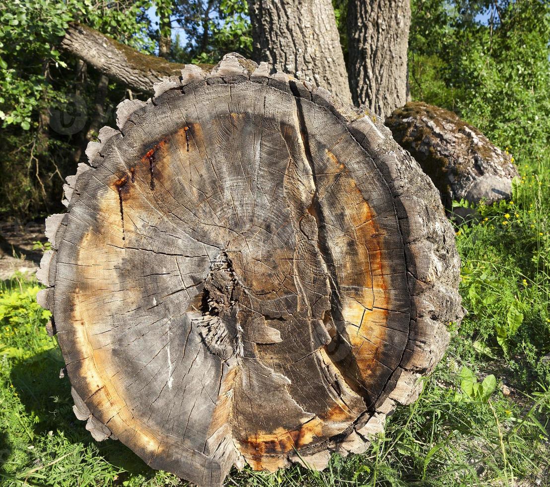 vieux tronc d'arbre photo