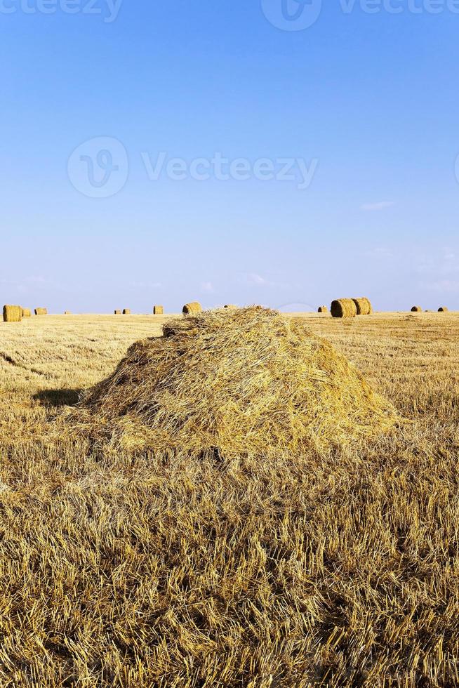 tas de paille photo