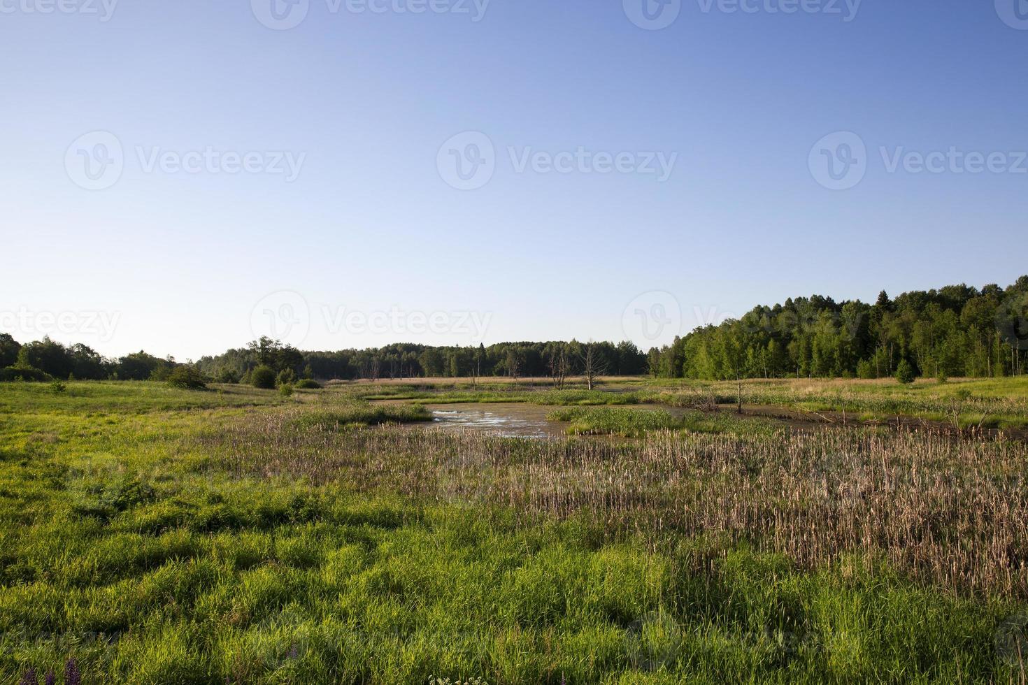 paysage d'été, tourbière photo