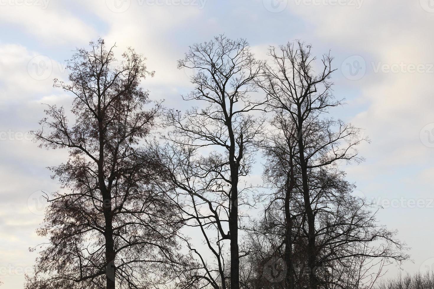 arbres à feuilles caduques, gros plan photo