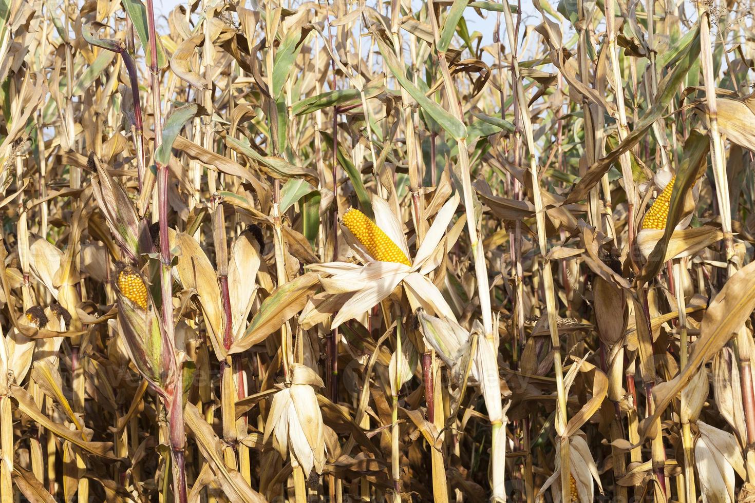 maïs sur un champ agricole photo