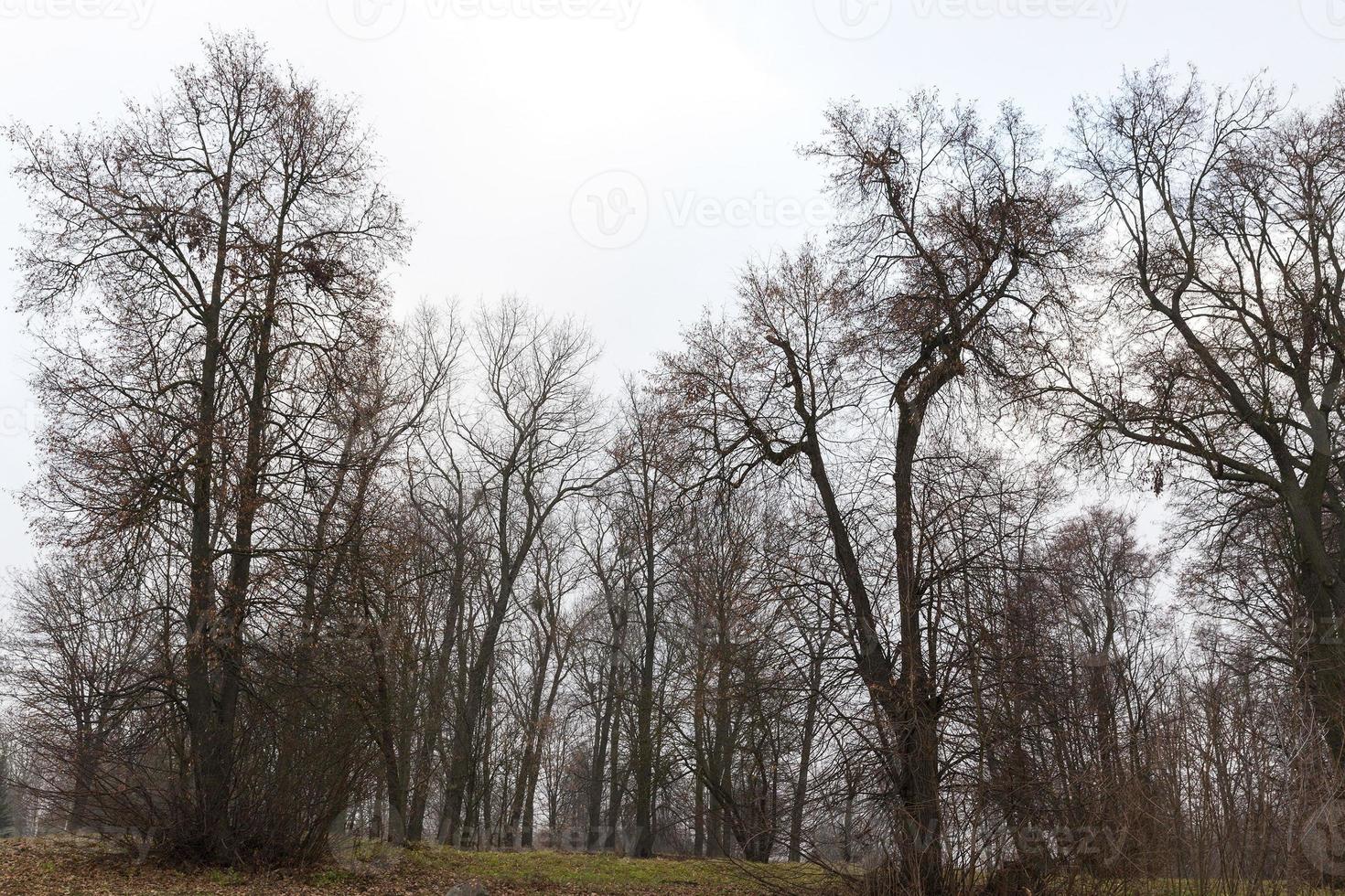 troncs nus d'arbres dans le parc photo