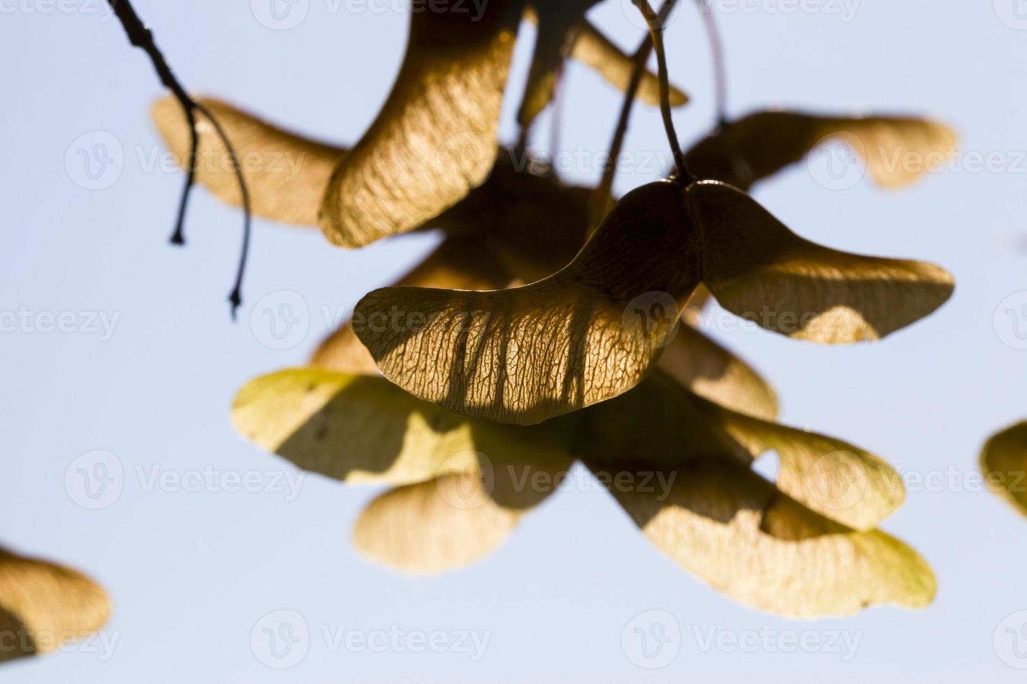 graines d'érable d'automne photo