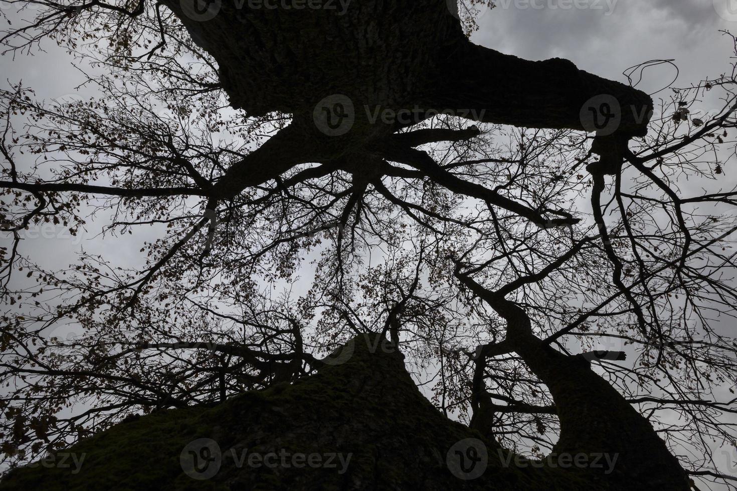 silhouettes d'arbres nus photo