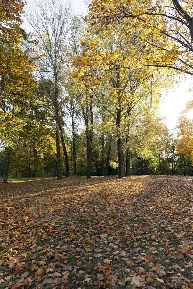 feuillage jaune, automne photo