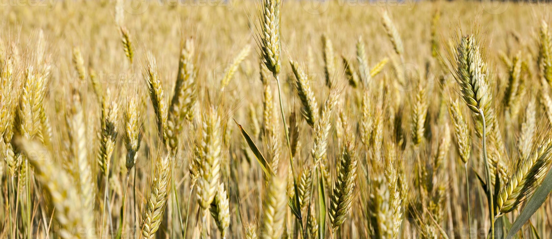 blé qui jaunit en été photo