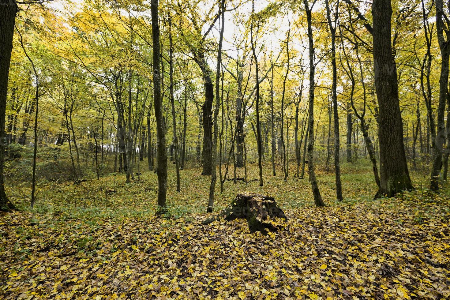 feuillage d'automne jaune photo