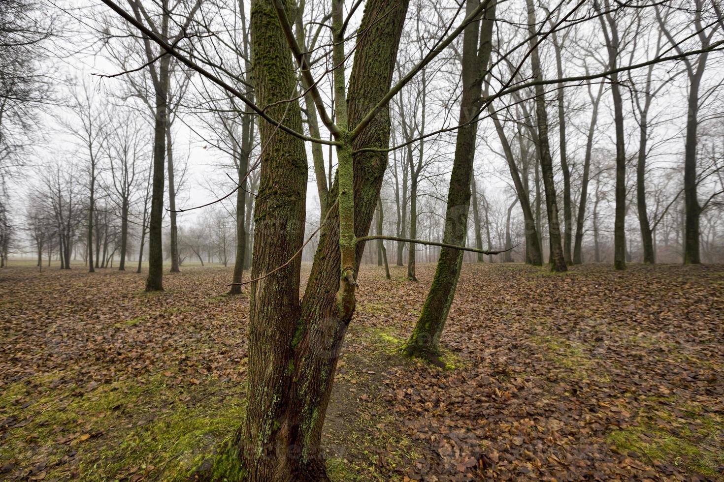 morne forêt d'automne photo