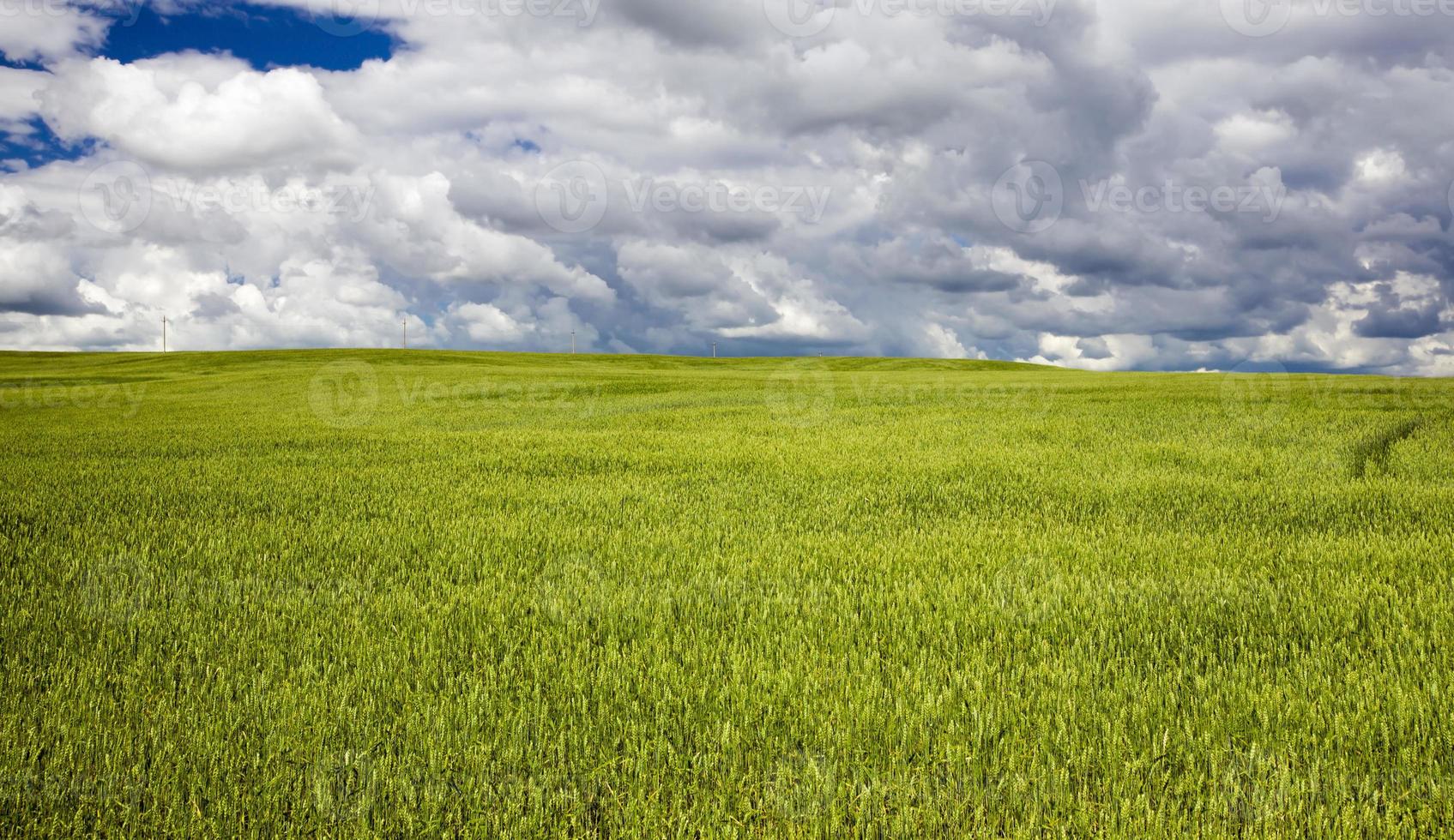 céréales vertes non mûres photo