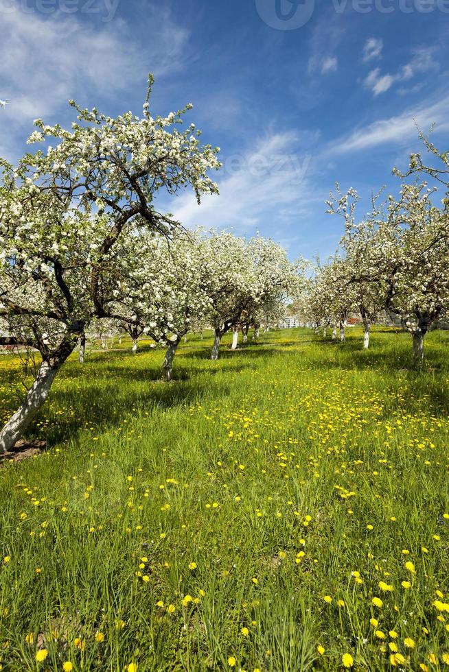 fleurs de cerisier, printemps photo