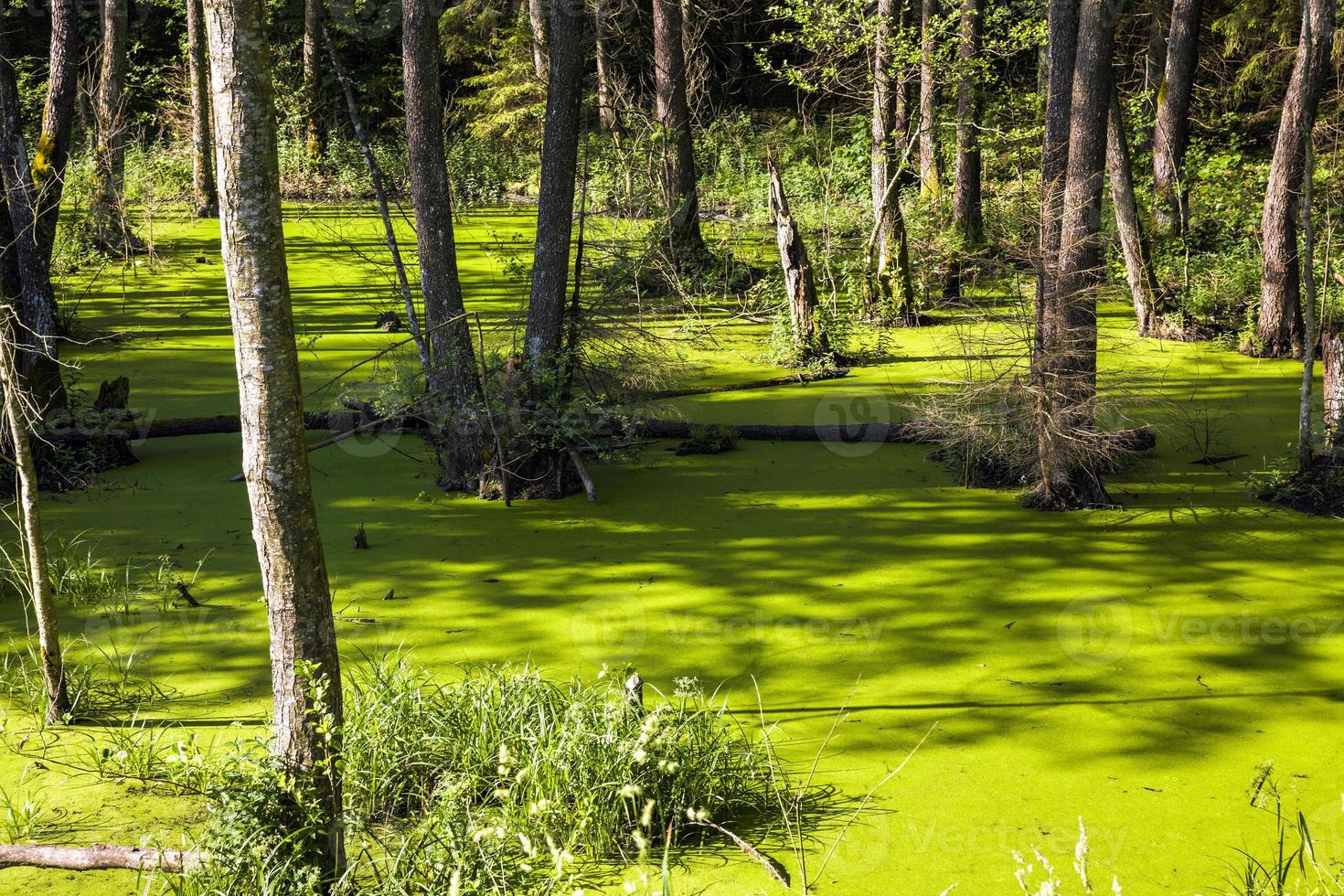 marais de boue verte photo