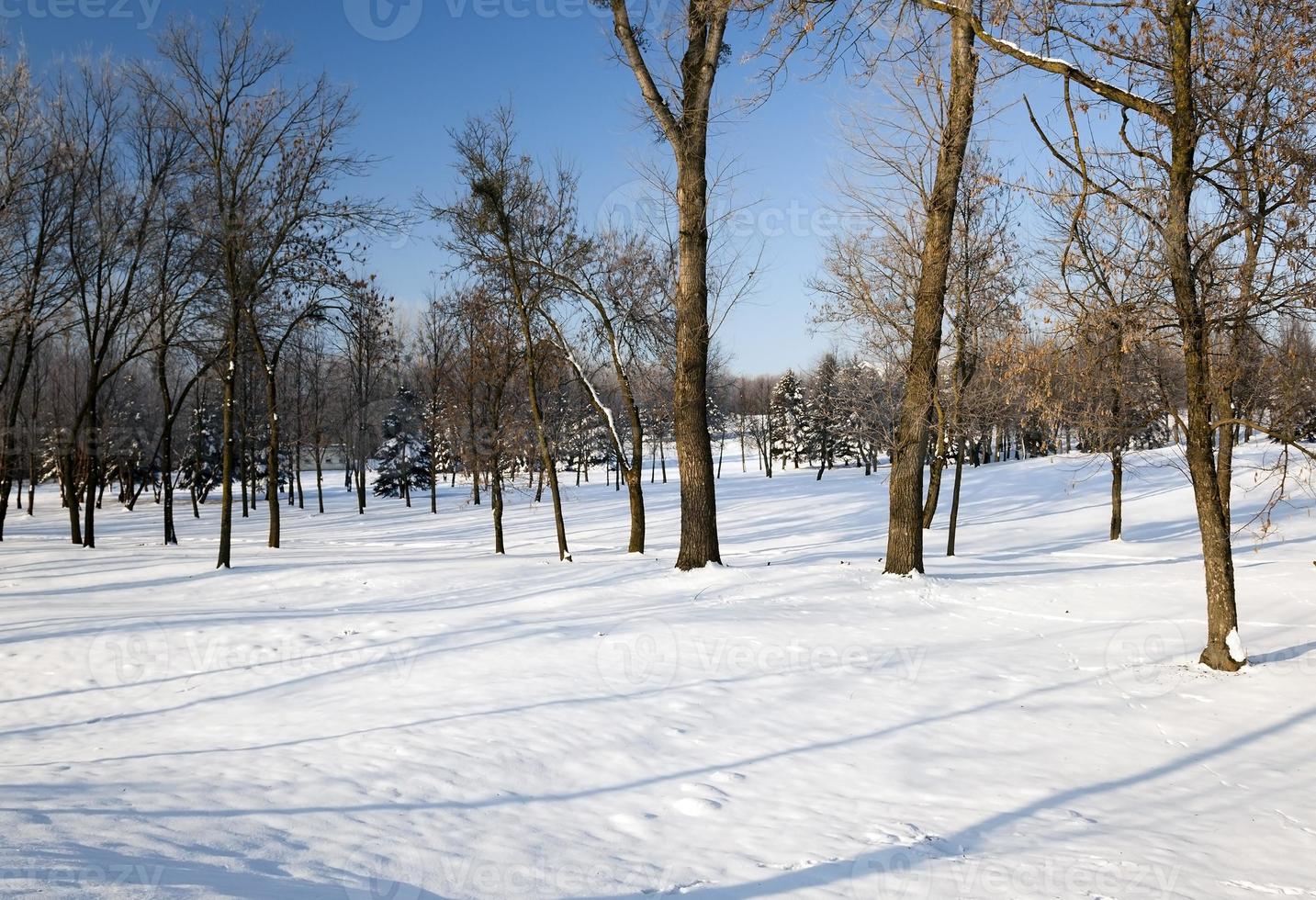 arbres en hiver photo