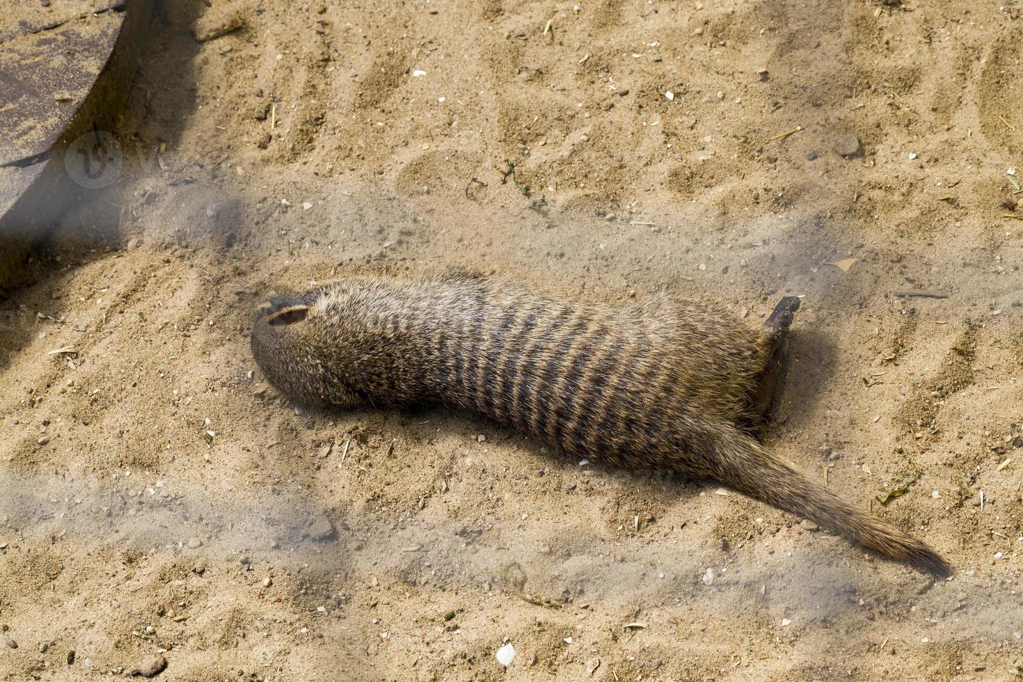 mangouste rayée, gros plan photo