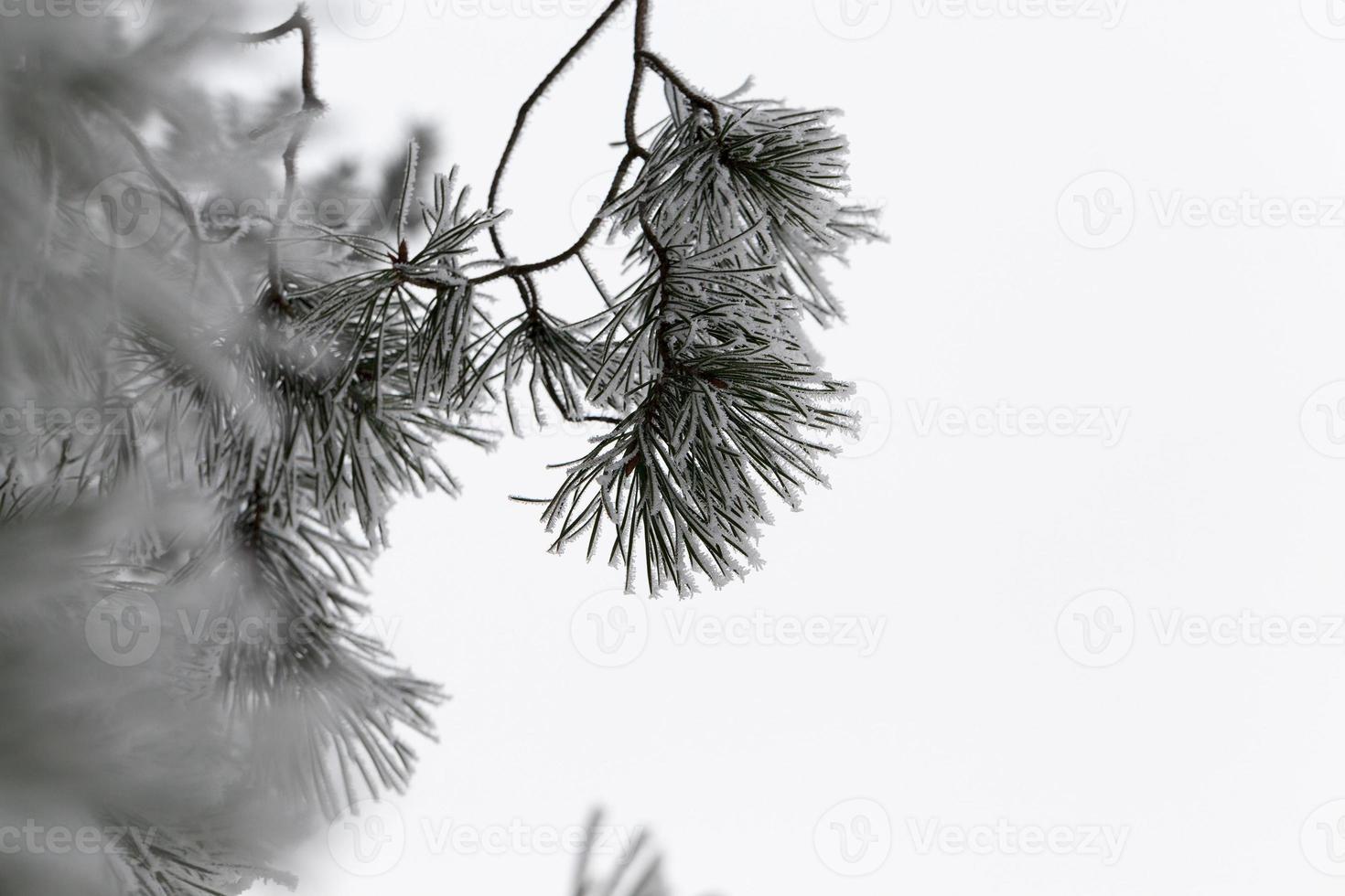 jour d'hiver après une chute de neige photo