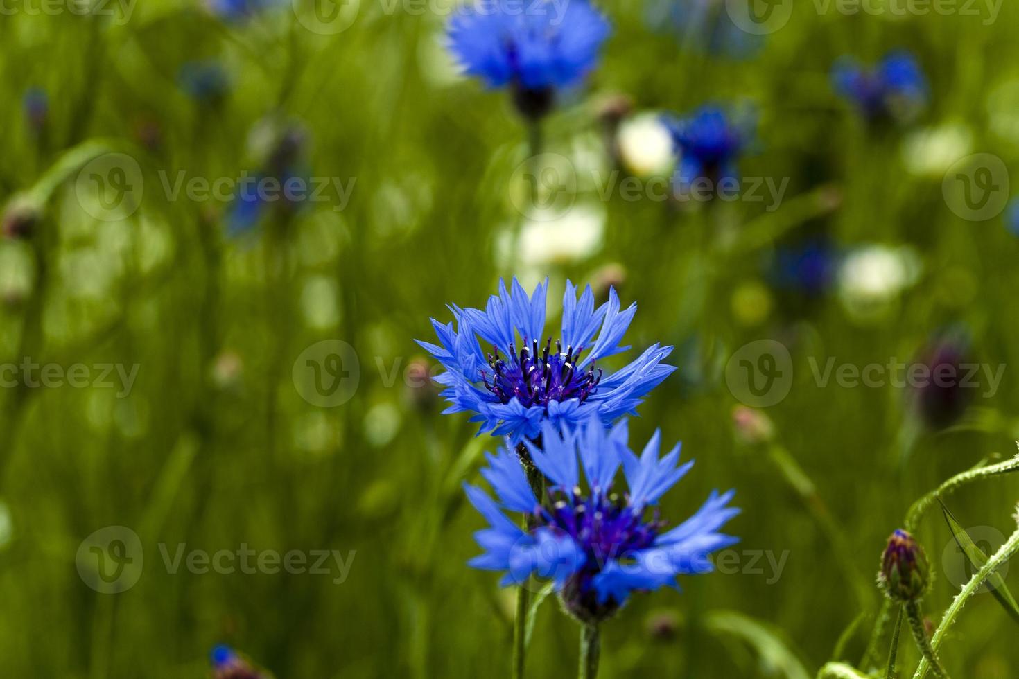 camomille aux bleuets photo