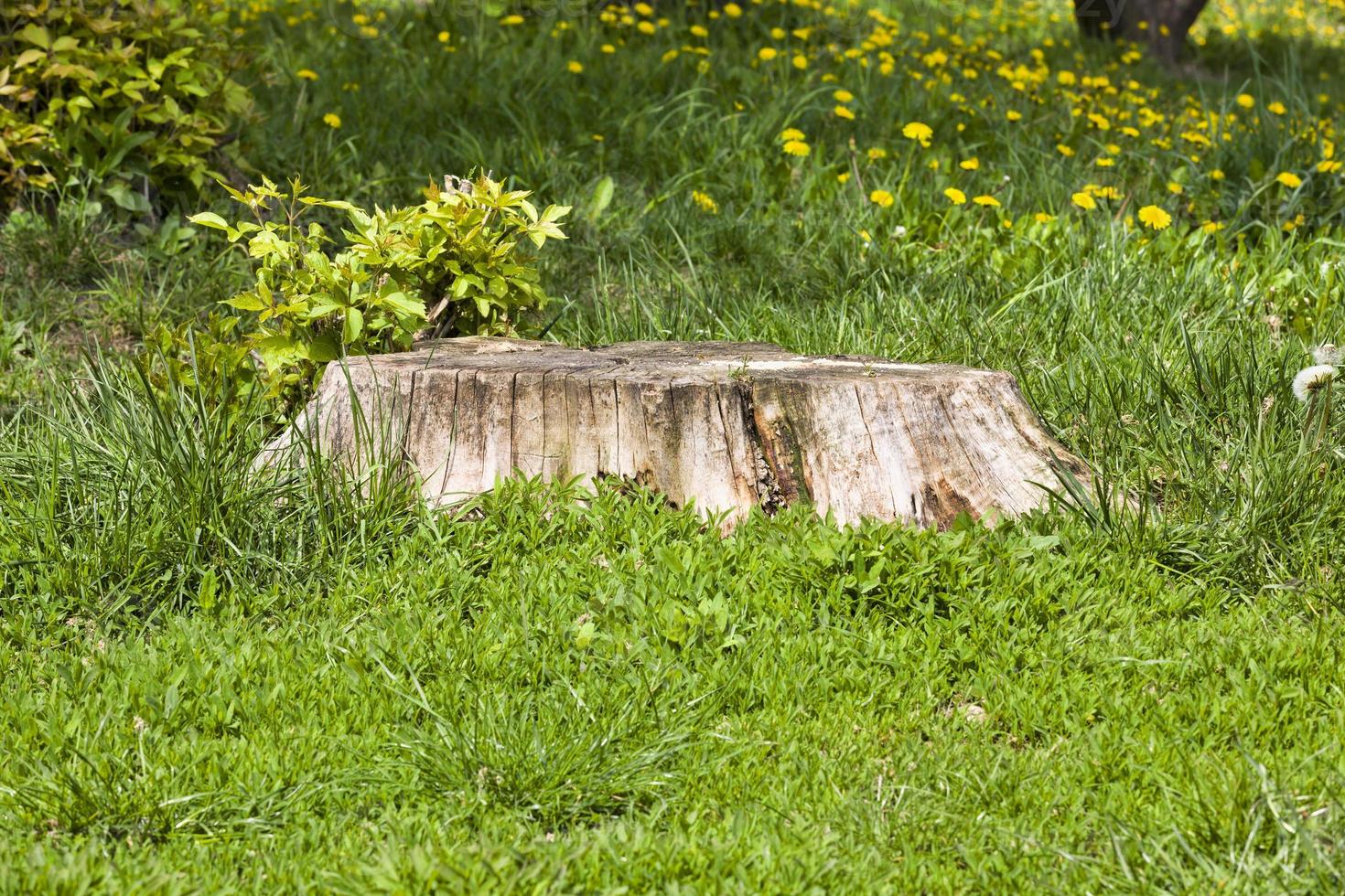 vieille souche sèche photo