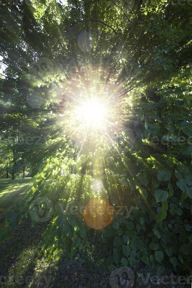 sortes d'arbres photo