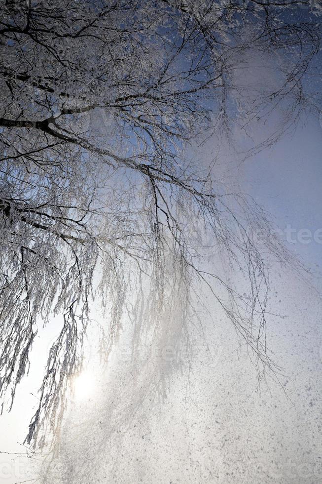 branches de bouleau, gros plan photo