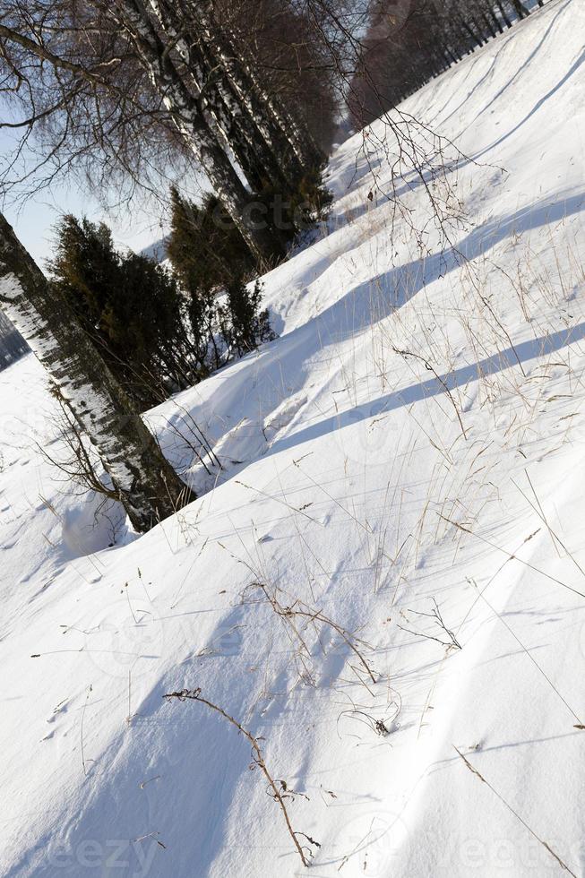 arbres en hiver photo