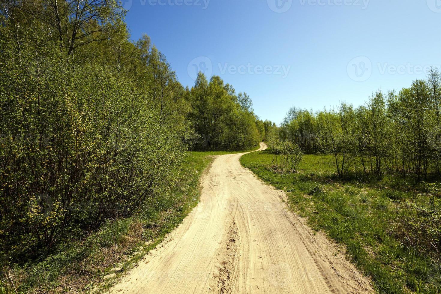 chemin de terre en forêt photo