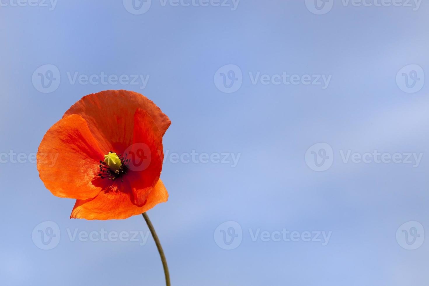 coquelicot rouge, gros plan photo