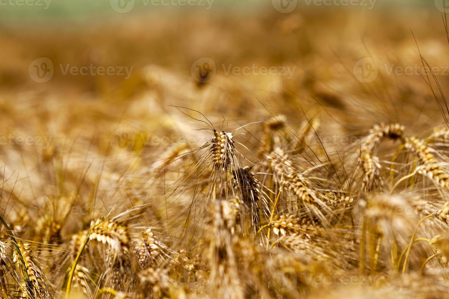 agriculture pour la culture du seigle et la récolte des céréales photo