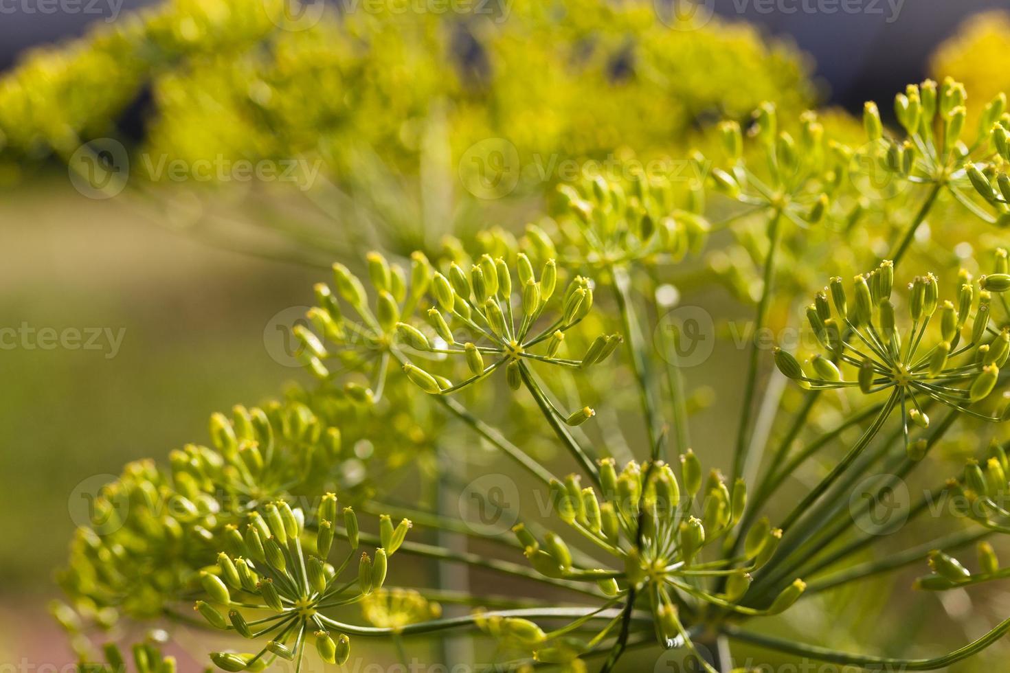 inflorescence aneth horticole photo