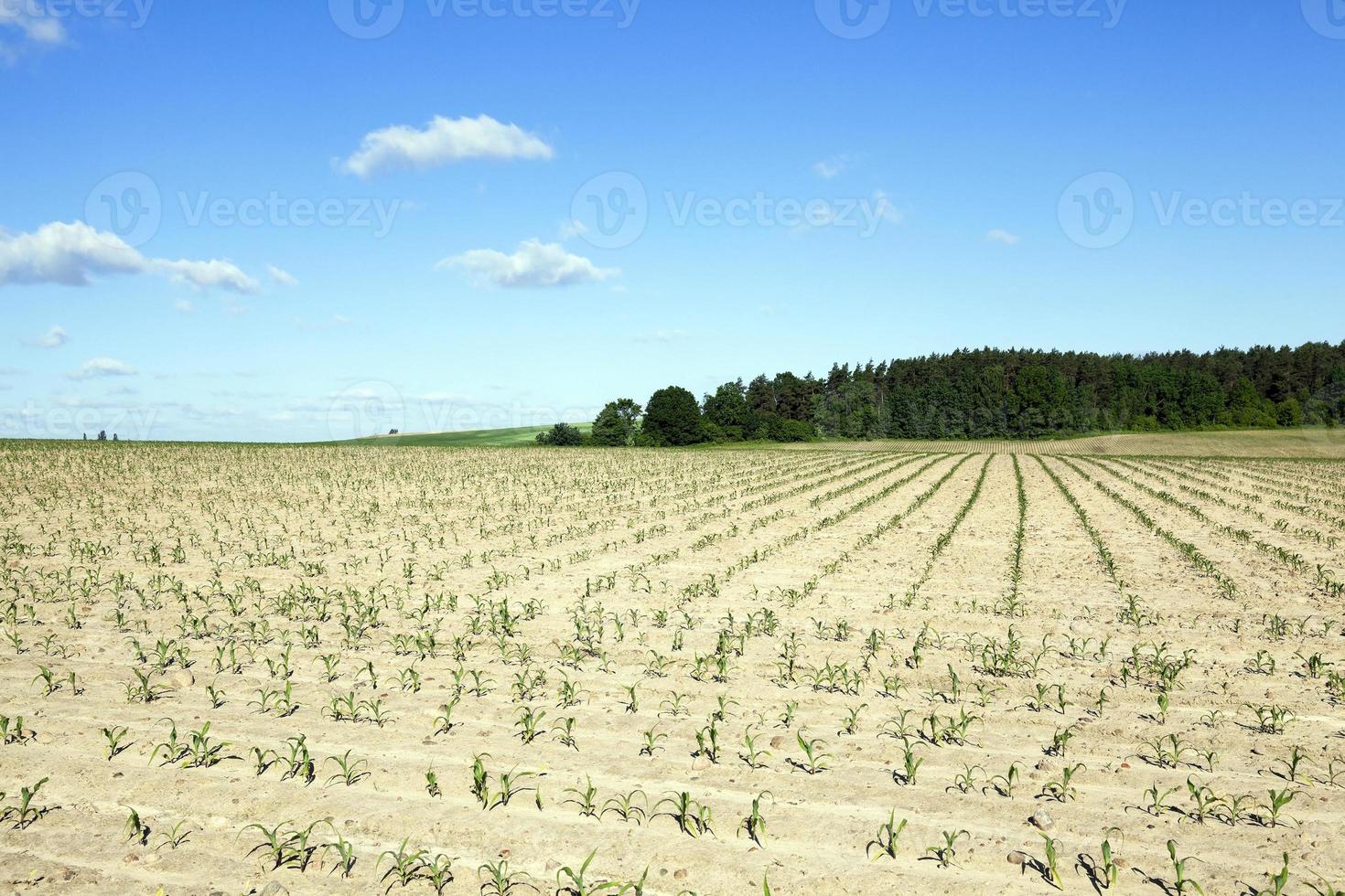 champ de maïs photo