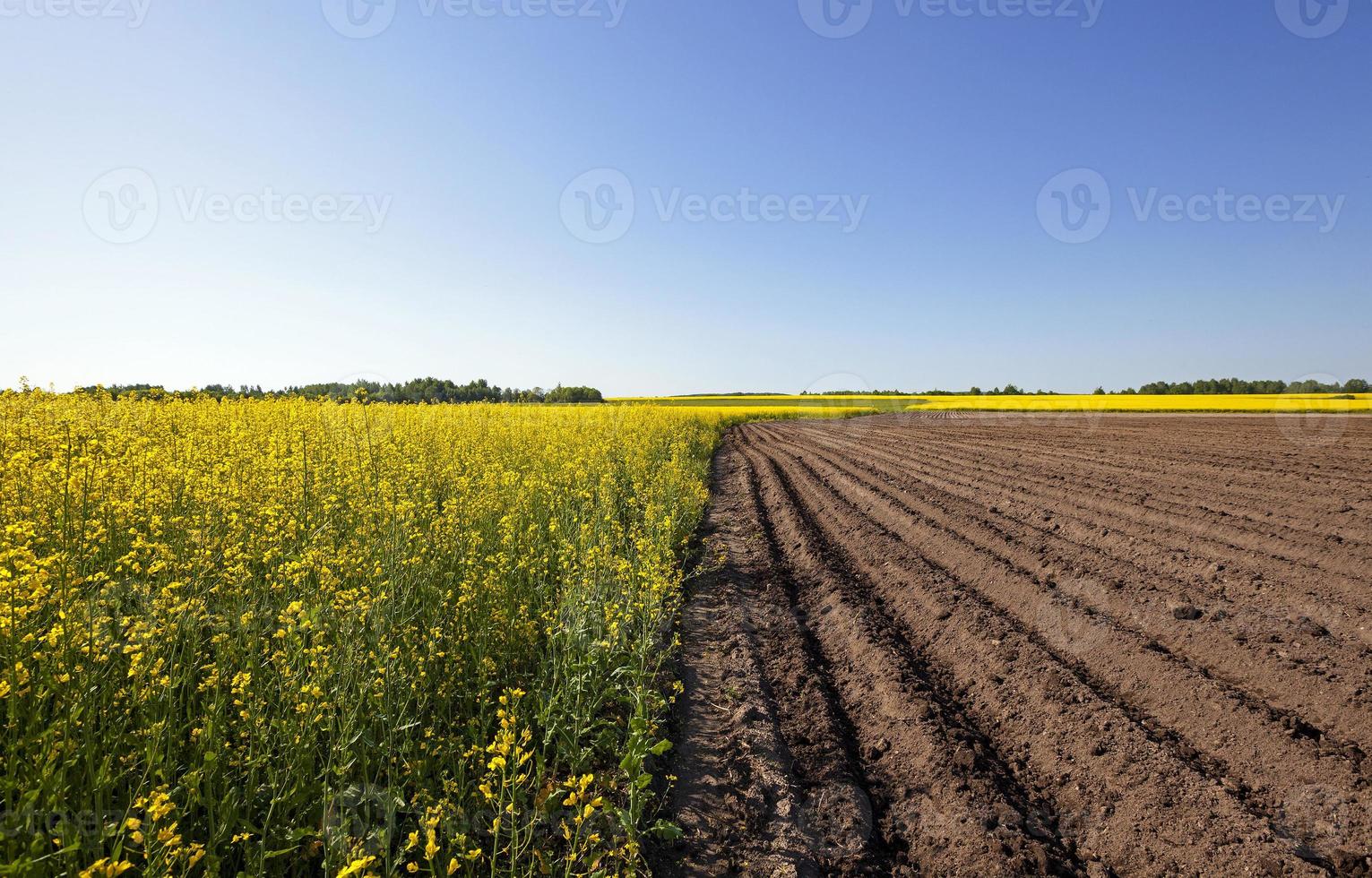 champ agricole et ciel photo