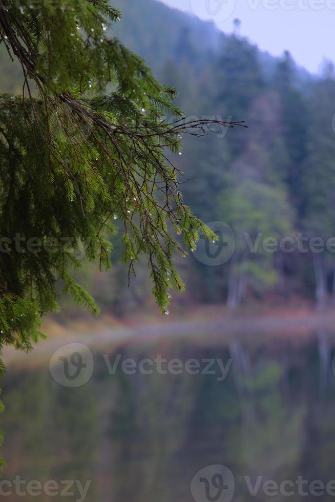gouttes de pluie sur la branche d'épinette sur un fond de lac photo